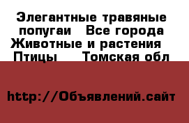 Элегантные травяные попугаи - Все города Животные и растения » Птицы   . Томская обл.